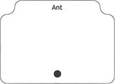 Ant